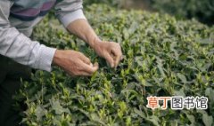 自采茶叶制作方法 自采茶叶的炒茶方法