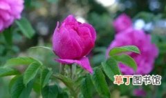 平阴玫瑰的养殖方法 平阴玫瑰的养殖方法介绍
