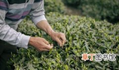 怎样防止茶叶的农药残留，怎么处理茶叶的农药残留