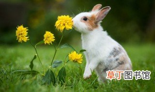 洁身自爱的动物是什么生肖 洁身自爱的动物是兔子吗