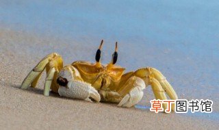 螃蟹怎么分辨屎和蟹黄 分辨螃蟹屎和蟹黄方法
