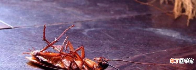 如何彻底消灭蟑螂，怎样能把蟑螂消除干净