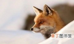 大兴安岭红狐是保护动物吗，大兴安岭红色狐狸