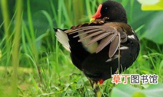 黑水鸡是几级保护动物 黑水鸡是保护动物吗
