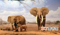 亚洲象属于国家几级保护动物 亚洲象相关介绍