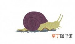 蜗牛是国家几级蜗保护动物 蜗牛是否属于国家几保护动物