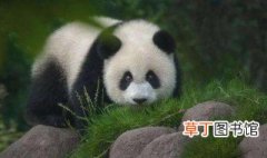 大熊猫是国家几级保护动物 大熊猫属于国家几级保护动物呢