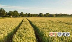 豫农98小麦种怎么样 种植方法