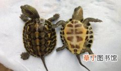 乌龟爱与什么动物在一起 乌龟最爱和什么动物呆在一起