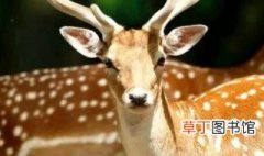 鹿科动物有哪些 鹿科动物的介绍