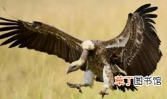 秃鹫是几级保护动物 秃鹫是保护动物吗