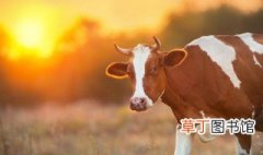如何人工受精乳牛和小母牛 乳牛怎样人工受精