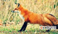 狐狸属于什么科动物 狐狸介绍