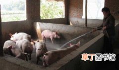 奉贤区农户可以养猪吗 史上最严“禁猪令”？