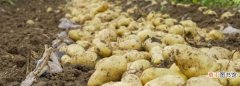 土豆怎么保存不发芽，土豆如何保存不生芽子
