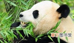 大熊猫是哪个科的动物 大熊猫是什么动物