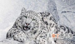 雪豹是国家几级保护动物 雪豹介绍