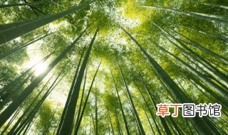 竹子是什么植物 竹子是什么类型的植物