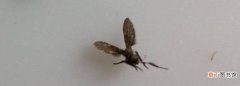 冬天屋里有小飞虫怎么回事，冬天房间里也有小飞虫是什么原因