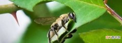 切叶蜂和樵叶蜂有什么区别，樵叶蜂的学名是什么?别名是什么