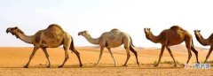 骆驼被称为