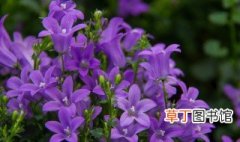 开紫色花的植物 开紫色花的植物有哪些