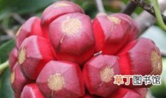 中国比较稀有的水果 中国比较稀有的水果都有哪些