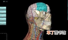 人体解剖学教程 如何学人体解剖