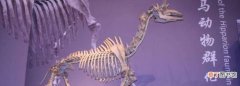 龙骨是什么骨头，龙骨是什么动物的骨头