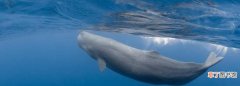 鲸鱼为什么不是鱼，为什么鲸不属于鱼类而属于哺乳动物