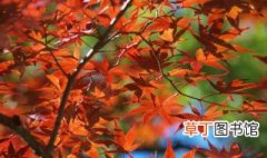 京都看红叶的季节和地点 记住这几点才不会辜负美景