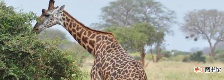 吃长颈鹿犯法吗，长颈鹿是几级保护动物