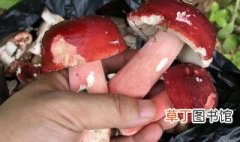 红菌子怎么炒好吃 炒红菌子的做法