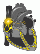 心脏启博器安装一个多少钱 为什么心脏起搏器这么贵