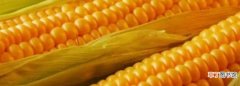 酵素玉米是什么东西，绿禾酵素玉米饲料冬天过期了还可以食用