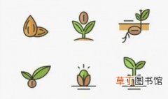 种子的生长过程 种子是如何生长的