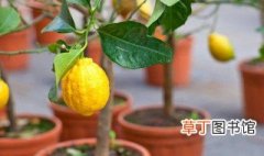 盆栽柠檬几年结果 为什么