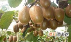 猕猴桃产地哪里的最好 中国最好吃的三大猕猴桃产区
