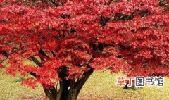 红枫树扦插种植方法 扦插时间及方法分享
