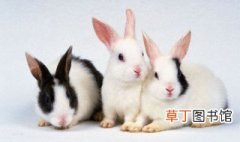 云南花兔的寿命 云南花兔能活多长时间
