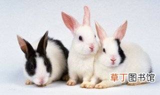 云南花兔的寿命 云南花兔能活多长时间