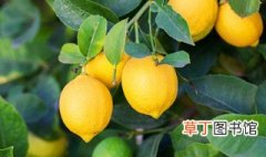盆栽柠檬的养殖方法和注意事项 养护柠檬树的方法和禁忌