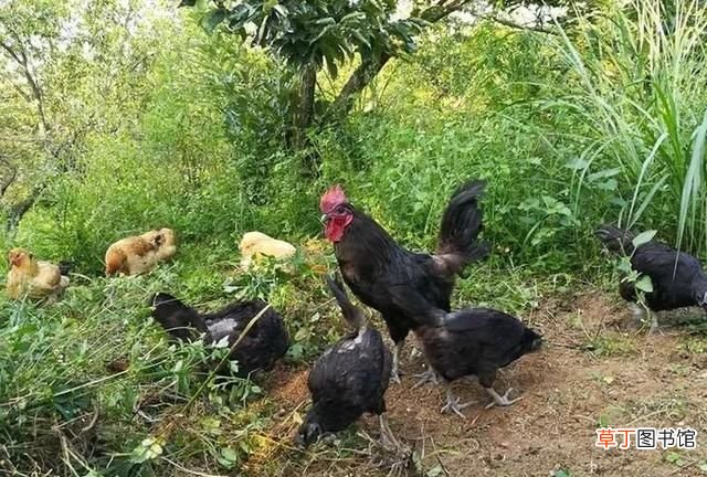 花胶鸡用什么品种鸡好吃 生绿壳蛋的鸡是什么品种鸡