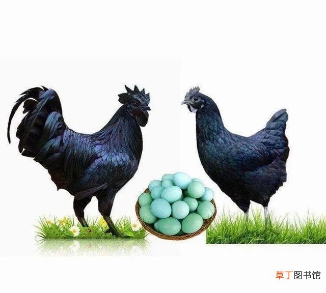 花胶鸡用什么品种鸡好吃 生绿壳蛋的鸡是什么品种鸡