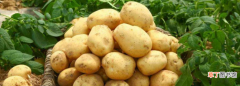 如何防止土豆发芽