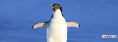 企鹅能吃，52只企鹅创收2188万
