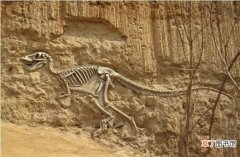 恐龙怎么变成化石 恐龙化石怎么保护