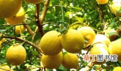 盆栽柠檬怎么管理 管理柠檬树的技巧