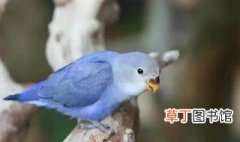 蓝白色的鹦鹉是什么品种的鹦鹉 蓝白色的鹦鹉是哪种品种的鹦鹉
