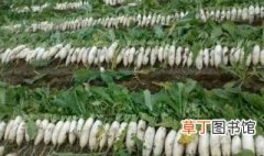 白萝卜怎么种植能高产 白萝卜种植能高产的方法